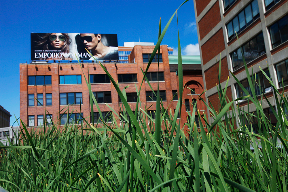 Grass and advertising. High line, New York 2011